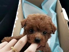 -喵汪萌宠屋旗舰店.洗澡美容.猫狗基地