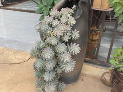 -杨林闻老三酸菜鱼(总店)