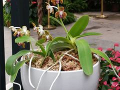 -北京植物园-展览温室