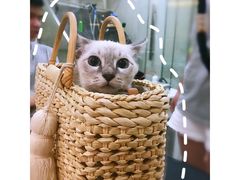 -momokira米努特·德文卷毛猫·棉花面纱犬