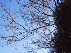 -江西阳明山国家森林公园