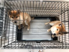 -欧奕国际动物医院