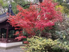 -上海醉白池公园