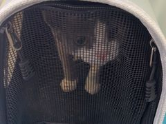 -天宠宠物医院24小时·急重症诊疗中心·全科·腔镜特色(和平分院)