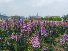 -顺峰山公园