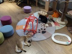 -东方名猫馆·英短金渐层布偶猫舍(环线广场1号楼店)