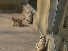 -合肥野生动物园