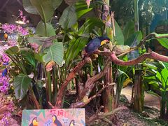 -正佳雨林生态植物园