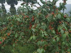 -樱桃山旅游景区
