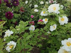 -洛阳市隋唐城遗址植物园