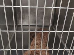 -爱诺耐芙动物医院(万博店)