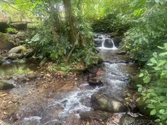 -莫里热带雨林景区