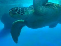 -海合安成都极地海洋公园