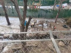 -沈阳森林动物园