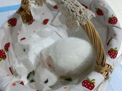 -RU DUCK柯尔鸭公社·撸鸭俱乐部·羊驼·小香猪