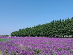 -嘉北郊野公园