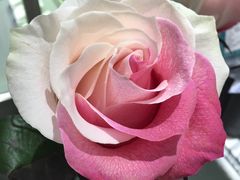 -ROSEONLY诺誓(青岛万象城店)