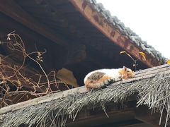 -龙华素斋(龙华路店)