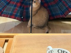 -艾贝尔宠物医院·宠保定点·超声绝育·免疫点(樱花路店)