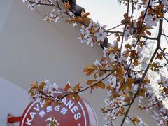 -新虹桥中心花园