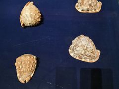 -青岛贝壳博物馆