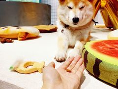 -柴务处·柴犬主题狗咖