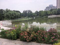 -大望京公园
