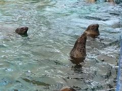 -海合安天津极地海洋公园