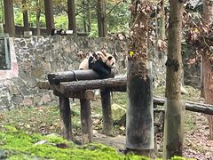 -都江堰中华大熊猫苑