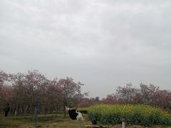 -天适樱花悠乐园