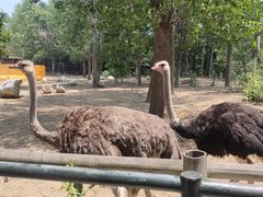 -大连森林动物园