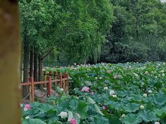 -黄兴公园