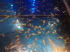 -钳真多钓虾馆·小龙虾海鲜烧烤(九六广场店)