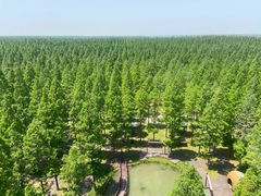 -黄海国家森林公园