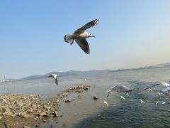 -深圳湾公园(南山区)