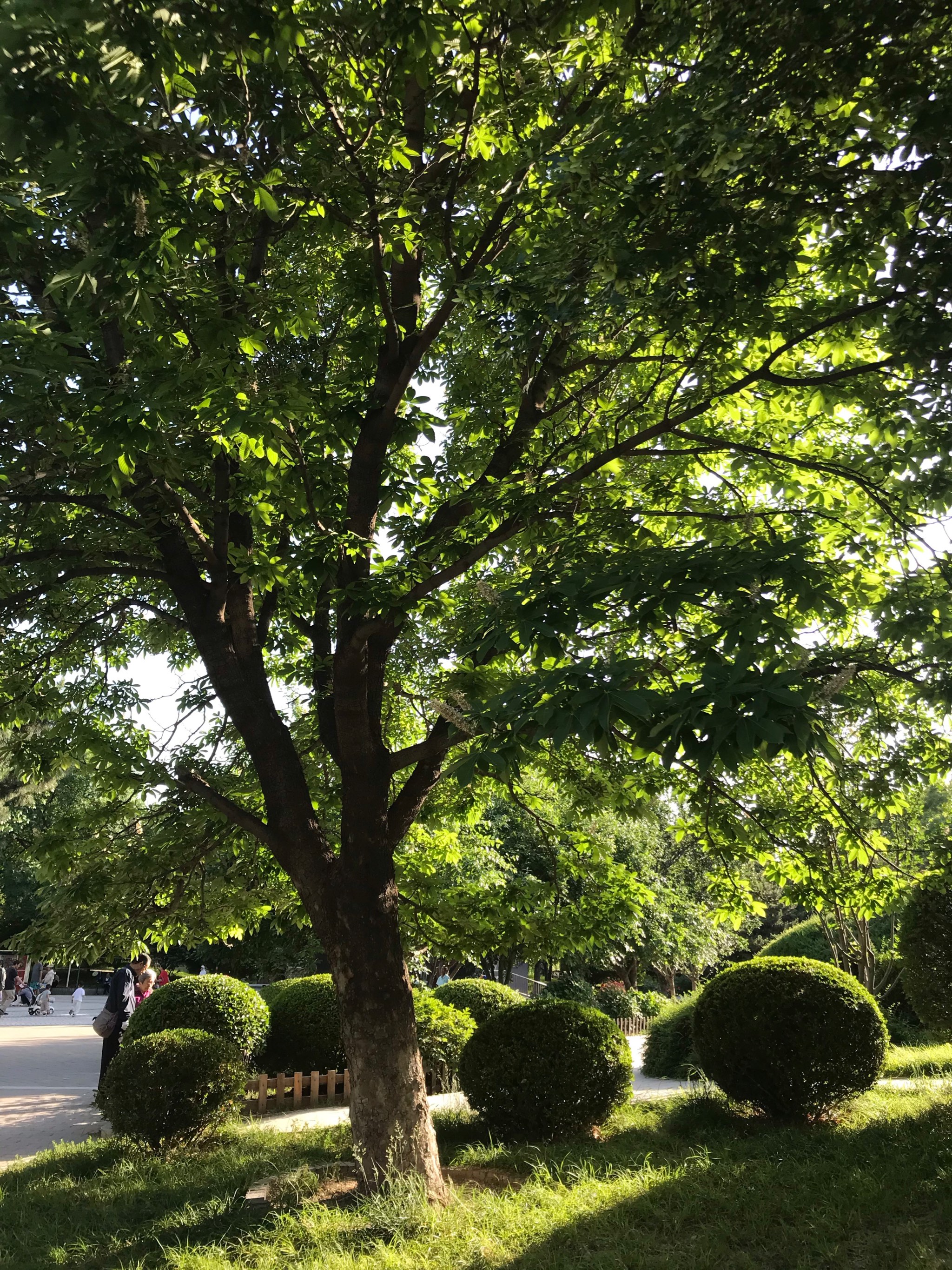 夏天的树图片 茂盛图片