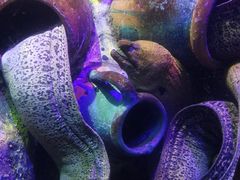 -太平洋海底世界