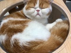 -飞行喵MR PILOT|猫舍·猫咖(静安大融城店)