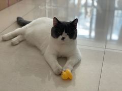 -瑞鹏宠物医院·夜间急症·心超·猫科(祖庙分店)