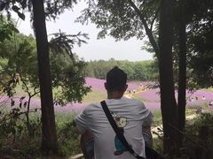 -大塘金香草谷