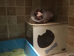 -宠爱国际动物医院· 猫科· 外科·中兽医(长白店)