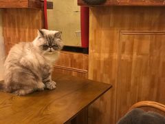 -猫色咖啡·猫咖