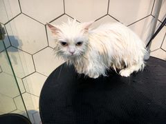 -萌兽医馆·眼科·异宠专科(三里屯店)