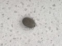 -北京观赏动物医院·24小时大型综合·猫专科·异宠专科