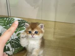 -青奢宠物·青奢猫舍