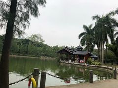 -金花茶公园
