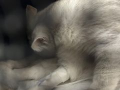 -美联众合动物医院·24h京西诊疗中心