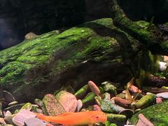 -华声天桥民俗文化园