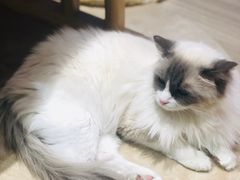 -藏猫猫咖啡主题馆(中央大道店)