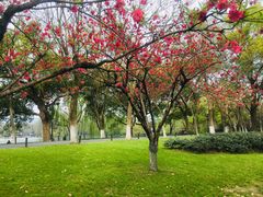 -西湖外事游船(湖滨二公园外事游船码头)